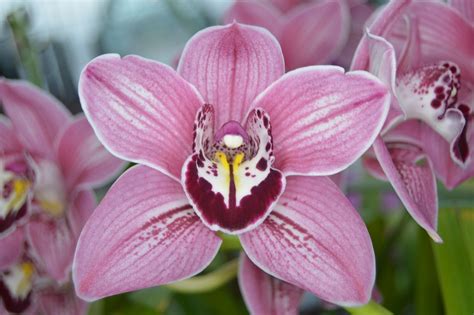 flor orquidea-4